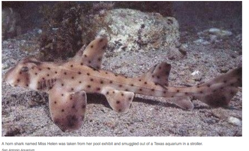 Screen Shot 2018-07-31 at 12.39.04 PM